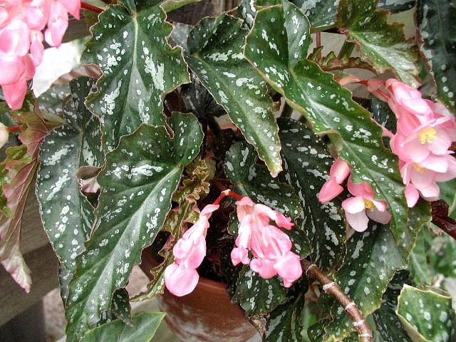 B. ‘Silver Mist’